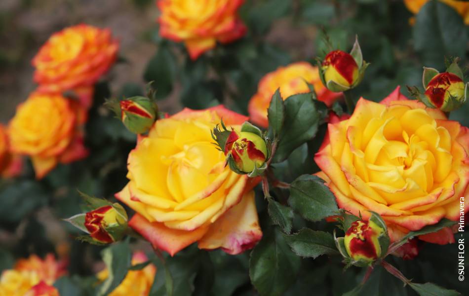 ©SUNFLOR - Primavera